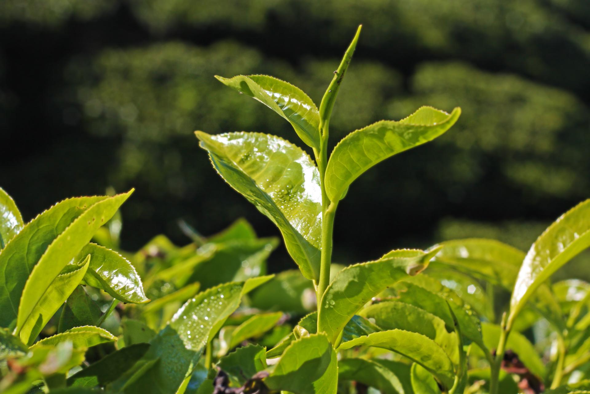 Discover Pure Ceylon Tea | 7 High-Grown & Low-Grown Agro-Climatic Regions Breathtaking high-altitude tea plantations and emerald mountains across Sri Lanka's 7 Ceylon tea growing regions